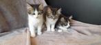 jonge kittens Ragdoll, Dieren en Toebehoren, Katten en Kittens | Overige Katten, Meerdere dieren, Langharig, 0 tot 2 jaar