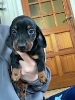 Mogen 10 november naar hun nieuwe baasje, Dieren en Toebehoren, Honden | Teckels en Dashonden, Korthaar, Dwerg, Meerdere, Meerdere dieren