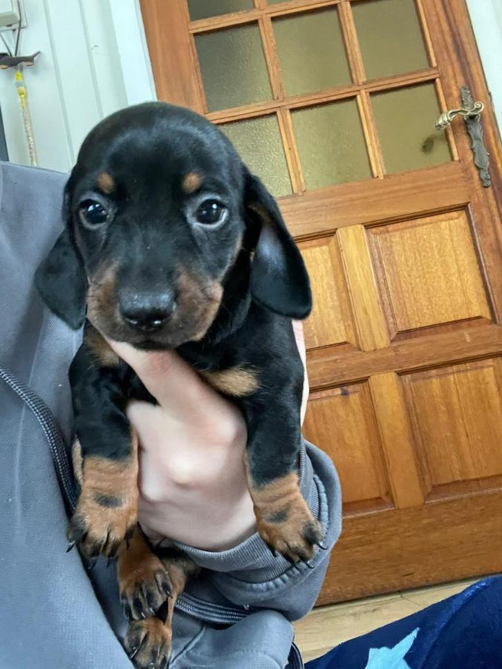 Mogen 10 november naar hun nieuwe baasje, Dieren en Toebehoren, Honden | Teckels en Dashonden, Meerdere dieren, Korthaar, Dwerg