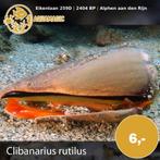 slak, Slak of Weekdier, Zoutwatervis