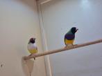 Te koop koppel goulds koudkweek, Dieren en Toebehoren, Vogels | Overige Vogels, Meerdere dieren, Tropenvogel