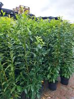 Laurier genolia 160-180 cm hoog, Tuin en Terras, Planten | Struiken en Hagen, Ophalen, Laurier, 100 tot 250 cm