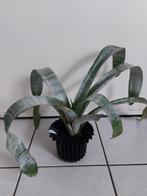 Bromelia, Huis en Inrichting, Kamerplanten, Ophalen, Halfschaduw, Minder dan 100 cm