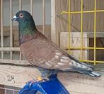 Kleurpostduif, Dieren en Toebehoren, Vogels | Duiven, Mannelijk, Postduif