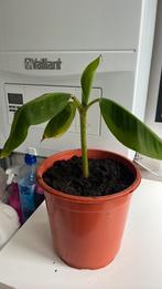 Stekje bananenplant (Musa), Ophalen, Halfschaduw, Minder dan 100 cm