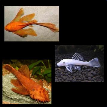Nieuw binnen!!! diverse Ancistrus soorten!!! beschikbaar voor biedingen