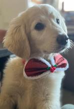 Slovensky Cuvac pups - een gouden hart in een witte vacht, Parvo, België, Overige rassen, 8 tot 15 weken