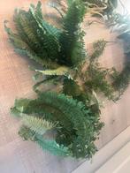 Terrarium planten, Dieren en Toebehoren, Reptielen en Amfibieën | Toebehoren, Ophalen of Verzenden, Zo goed als nieuw, Tak, Plant, Rots of Steen