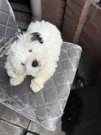 Boomer pup 7 weken, Dieren en Toebehoren, Reu, Eén hond, Nederland, Particulier