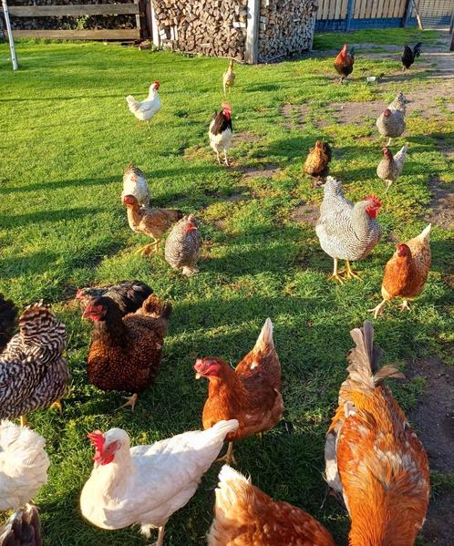 Sierkippen, kuikens, leghennen, veel keus!, Dieren en Toebehoren, Pluimvee, Kip, Meerdere dieren