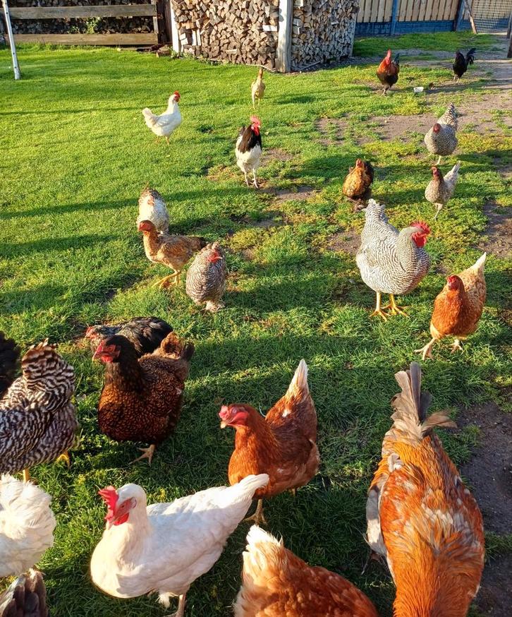 Sierkippen, kuikens, leghennen, veel keus!, Dieren en Toebehoren, Pluimvee, Kip, Meerdere dieren