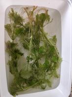Aquarium planten, Dieren en Toebehoren, Ophalen of Verzenden