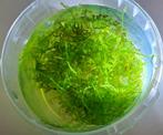 Vescularia montagnei - Christmas mos, Ophalen, Nieuw, Plant(en), Steen of Hout