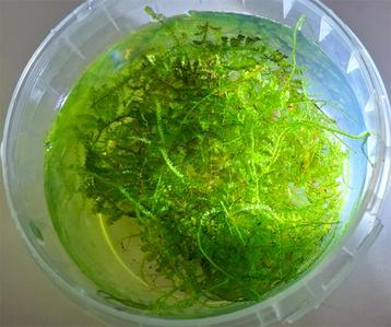  Vescularia montagnei - Christmas mos  beschikbaar voor biedingen