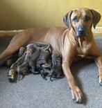 Rhodesian ridgeback pups met stamboom, Nederland, Rabiës (hondsdolheid), Overige rassen, 8 tot 15 weken