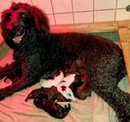 Labradoodle F3 midi pups, Dieren en Toebehoren, Honden | Retrievers, Spaniëls en Waterhonden, Overige rassen, 8 tot 15 weken, Meerdere