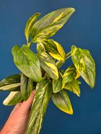 Monstera Standleyana Aurea Variegata p12 (3)