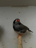 zebravink zwartwang man, Dieren en Toebehoren, Mannelijk, Geringd