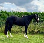 Meerdere paarden, Dieren en Toebehoren, Paarden, Meerdere dieren, Niet van toepassing, Dressuurpaard, 3 tot 6 jaar