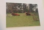 Schotse Hooglanders Mirjam Bikker Wenskaart, Verzamelen, Ophalen of Verzenden, 1980 tot heden