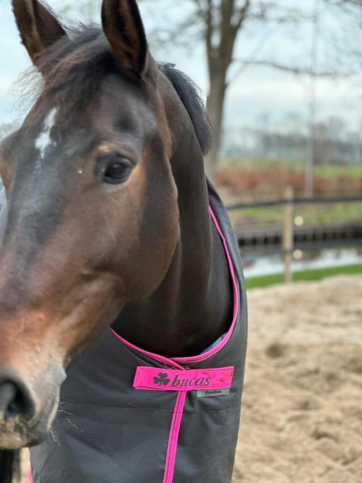 BUCAS FREEDOM TURNOUT, Dieren en Toebehoren, Paarden en Pony's | Dekens en Dekjes, Zo goed als nieuw, Deken, Ophalen