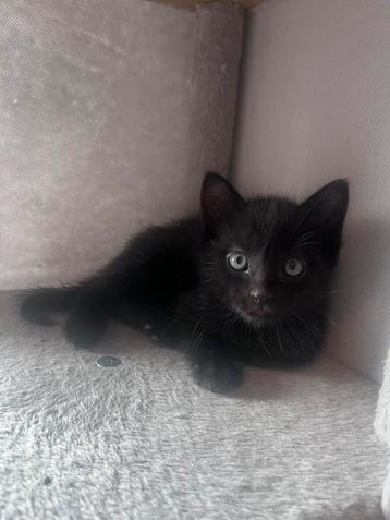 Ragdoll mix super lief! beschikbaar voor biedingen