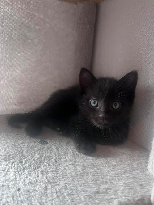 Ragdoll mix kater, super lief!, Dieren en Toebehoren, Katten en Kittens | Raskatten | Langhaar, Meerdere dieren, 0 tot 2 jaar