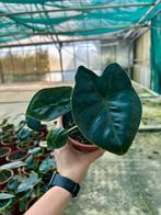 Alocasia Golden Bone - Olifantsoor 14cm, Overige soorten, In pot, Minder dan 100 cm, Groene kamerplant