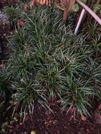liriope ingewersen in 23cm pot €4,-, Overige soorten, Volle zon, Vaste plant, Ophalen of Verzenden