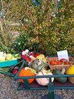 Pompoenen ( smakelijke rassen), Dieren en Toebehoren, Katten en Kittens | Overige Katten, Meerdere dieren