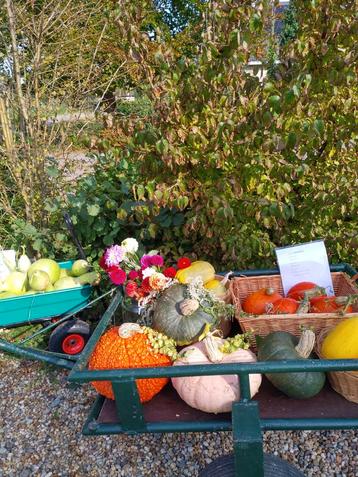 Pompoenen ( smakelijke rassen) beschikbaar voor biedingen