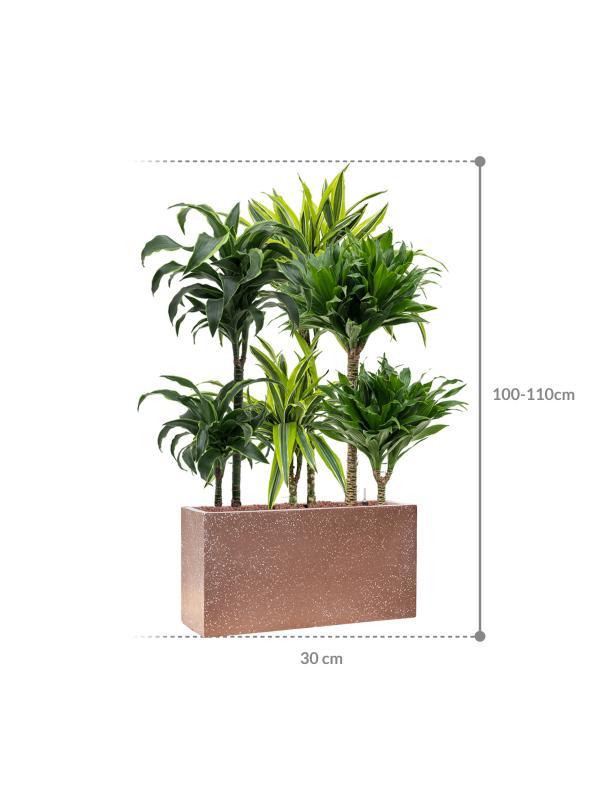 Planten huren voor op de beurs of evenementen, Tickets en Kaartjes, Beurzen, Twee personen, September