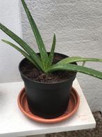 Echte Aloe Vera plant uit Curaçao, Ophalen, Overige soorten, Minder dan 100 cm
