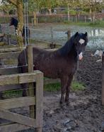 Prachtig minipaard hengstveulen te koop, Dieren en Toebehoren, Pony's, Hengst, 0 tot 2 jaar, Niet van toepassing, Recreatiepony