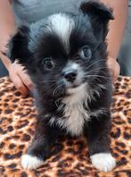 Prachtige  gezonde, vrolijke Pomchi pups, Overige rassen, 8 tot 15 weken, CDV (hondenziekte), Meerdere