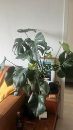 Monstera stekjes, Huis en Inrichting, Kamerplanten, Ophalen of Verzenden, Halfschaduw, Minder dan 100 cm