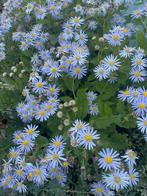 Tuinhulp en/of moestuin hulp aangeboden, Ophalen, Nieuw