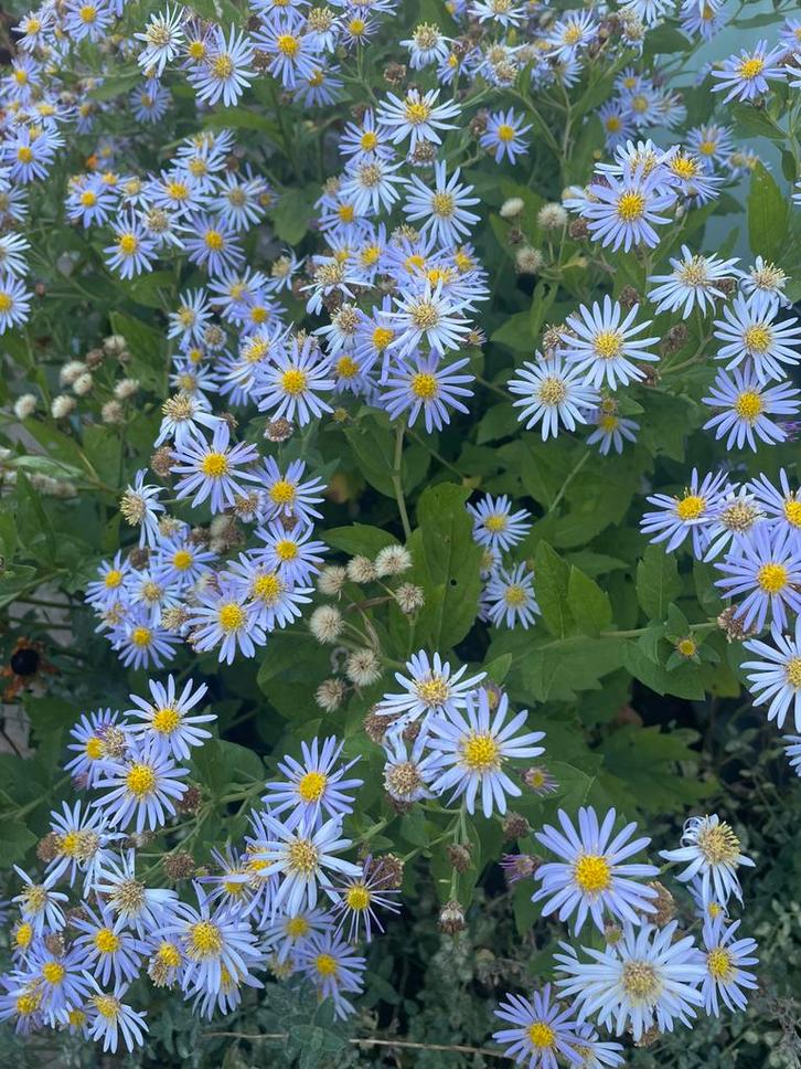 Tuinhulp en/of moestuin hulp aangeboden, Tuin en Terras, Overige Tuin en Terras, Nieuw, Ophalen