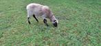 ClunForest ooi, Dieren en Toebehoren, Schapen, Geiten en Varkens, Vrouwelijk, Schaap, 3 tot 5 jaar