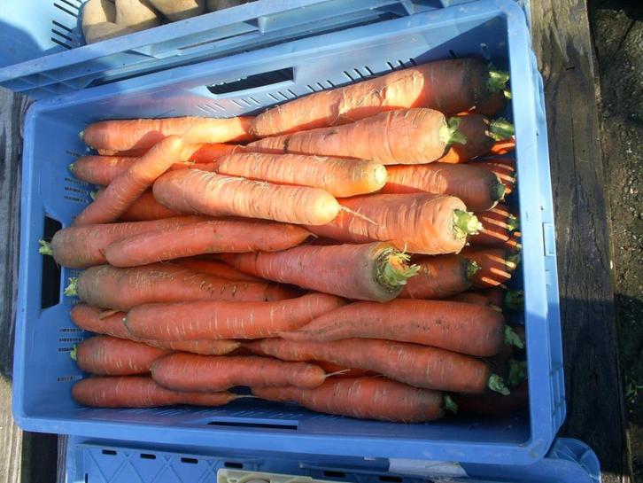 Voerwortelen, Dieren en Toebehoren, Paarden en Pony's | Verzorgingsproducten, Nieuw, Ophalen of Verzenden