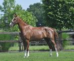 7 jarige merrie drachtig v Powerbank, Dieren en Toebehoren, Paarden, Merrie, Dressuurpaard, L, Gechipt