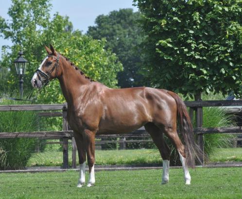 7 jarige merrie drachtig v Powerbank, Dieren en Toebehoren, Paarden, Merrie, L, 170 tot 175 cm, 3 tot 6 jaar, Dressuurpaard, Met stamboom