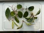Kamerplant stekpakket: beschadigde Hoya Flores Island, Trico, Ophalen of Verzenden, Overige soorten, Minder dan 100 cm