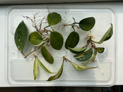 Kamerplant stekpakket: beschadigde Hoya Flores Island, Trico, Huis en Inrichting, Kamerplanten, Overige soorten, Minder dan 100 cm