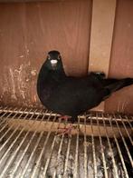 Kleurpostduiven, Dieren en Toebehoren, Vogels | Duiven, Meerdere dieren, Postduif