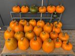 Bio Eetbare & Sierpompoenen voor Halloween €1,00 - €3,00, Tuin en Terras, Ophalen, Volle zon, Groenteplanten, Eenjarig
