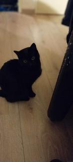 Ter overname zwart poesje, Poes, Gechipt