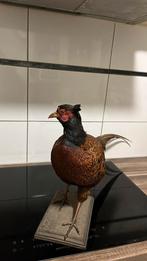 Bos fazant opgezet, Dieren en Toebehoren, Mannelijk, Overige soorten