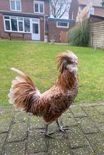 Padua Haan! (Kuifhoen), Dieren en Toebehoren, Mannelijk, Kip