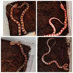 4 jonge rattenslang vrouwen nakweek 2025, Dieren en Toebehoren, Reptielen en Amfibieën, Slang, 0 tot 2 jaar